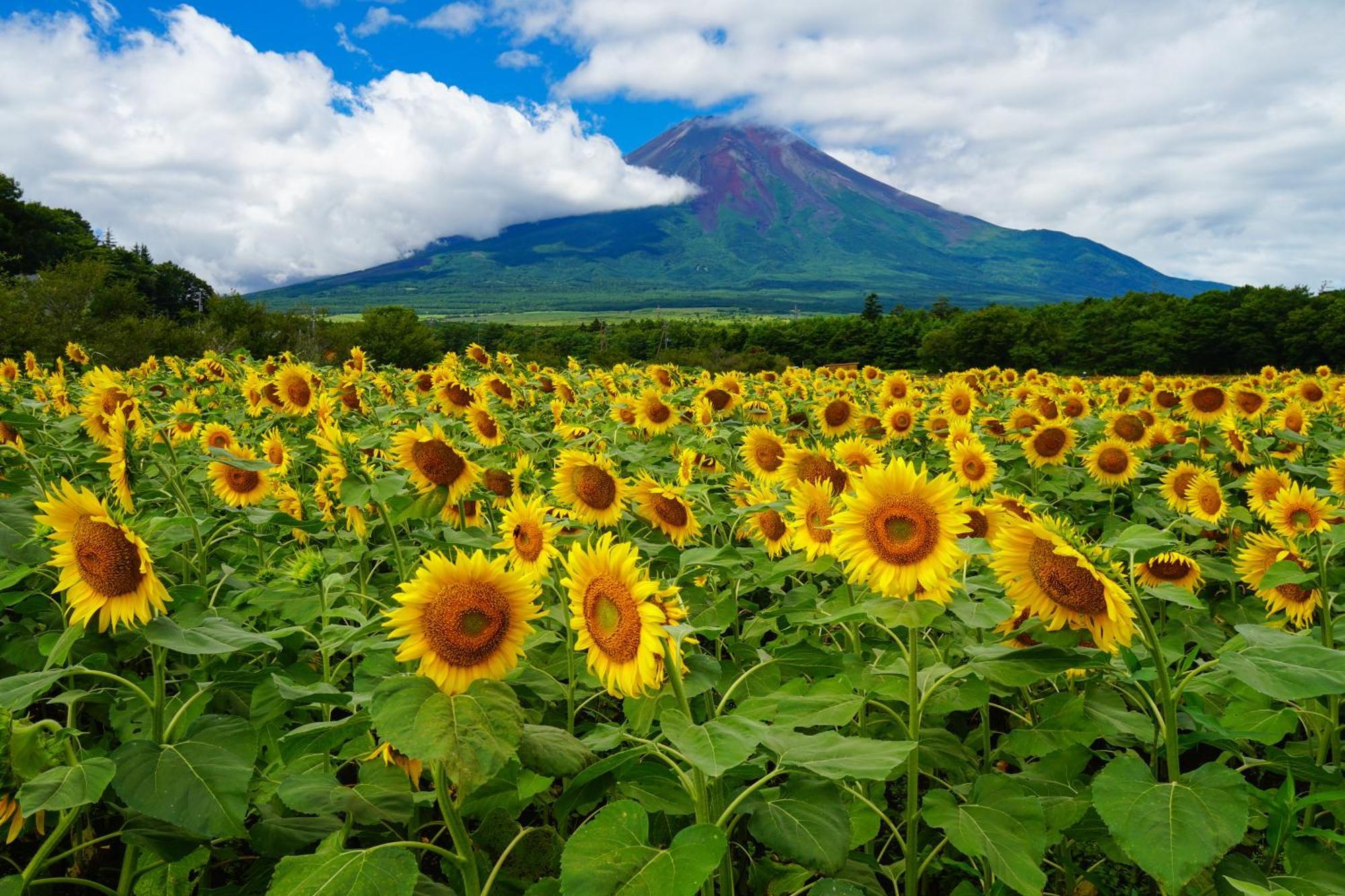 Fuji Yamanakako Hotel Экстерьер фото